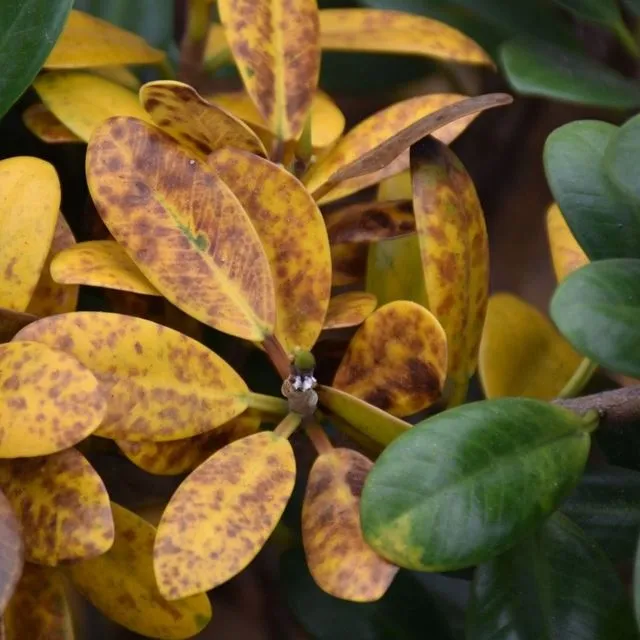 thumbnail for publication: Anthracnose Disease of Landscape Plants